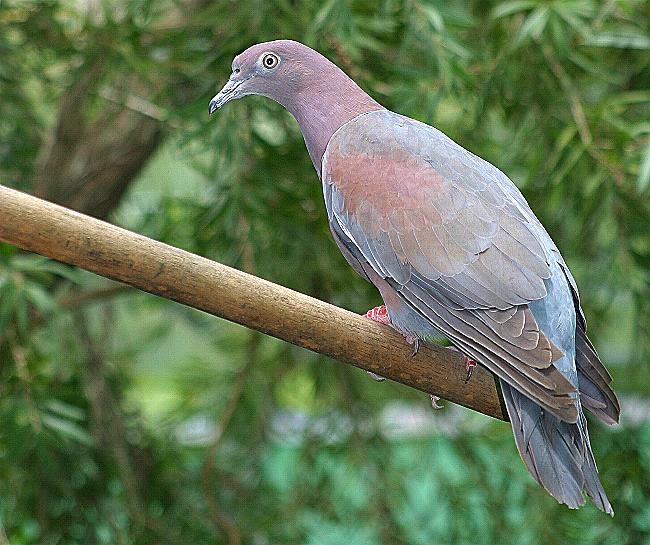 Puerto Rican Plain Pigeon